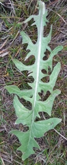 Crepis biennis