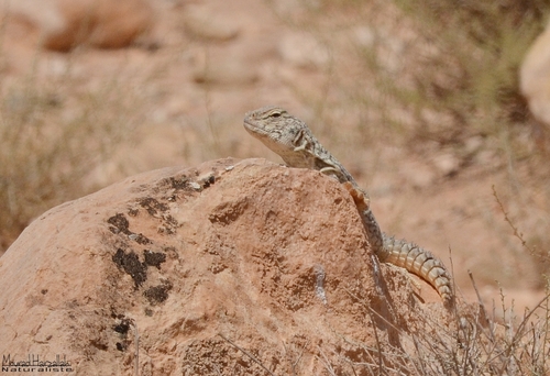 Moroccan Spiny-tailed Lizard