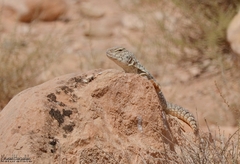 Uromastyx nigriventris