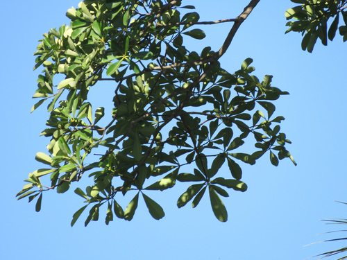 Alstonia boonei image