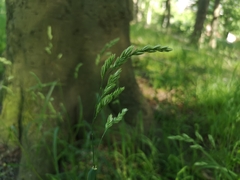 Dactylis glomerata lobata