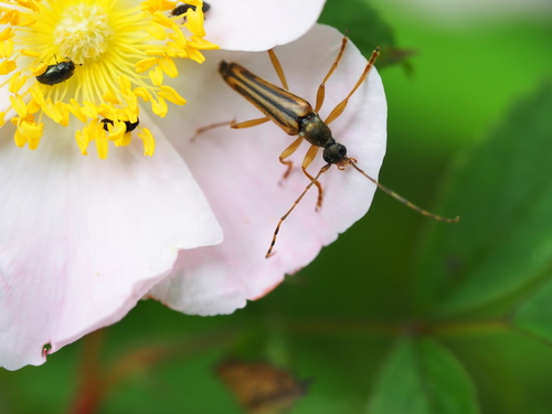 Lined Longhorn Beetle photo 5