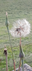Tragopogon