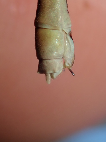 Orange Featherleg photo 4