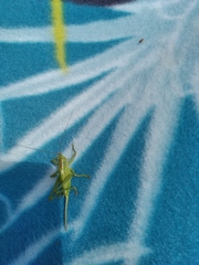 Tettigonia viridissima