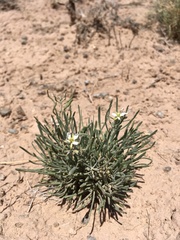 Nerisyrenia linearifolia
