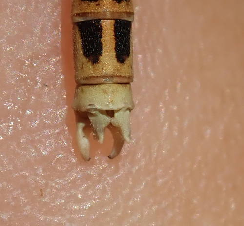 Orange Featherleg photo 3