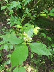 Cornus