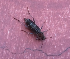Xylotrechus smei
