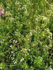 Tettigonia viridissima