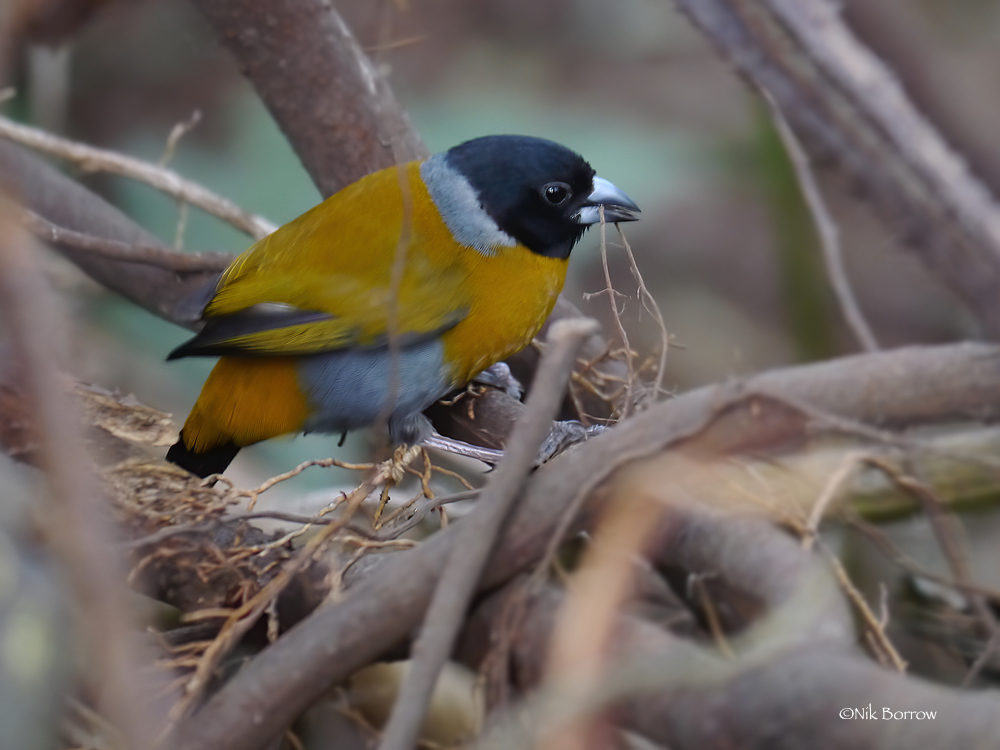 Shelley's Oliveback (Nesocharis shelleyi) photo
