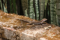 Aspidoscelis costatus occidentalis