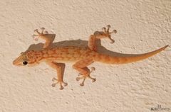 Ptyodactylus
