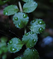 Epilobium pedunculare