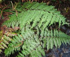 Leptolepia novae-zelandiae