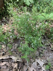 Galium concinnum