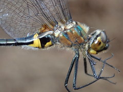Dorocordulia lepida