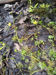Ranunculus flabellaris
