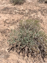 Acleisanthes lanceolata