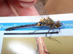 Dorocordulia lepida