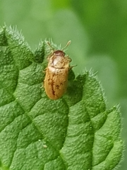 Byturus tomentosus
