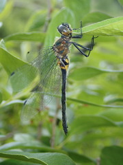 Dorocordulia lepida