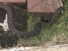 Nerodia sipedon williamengelsi