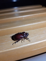 Oryctes nasicornis