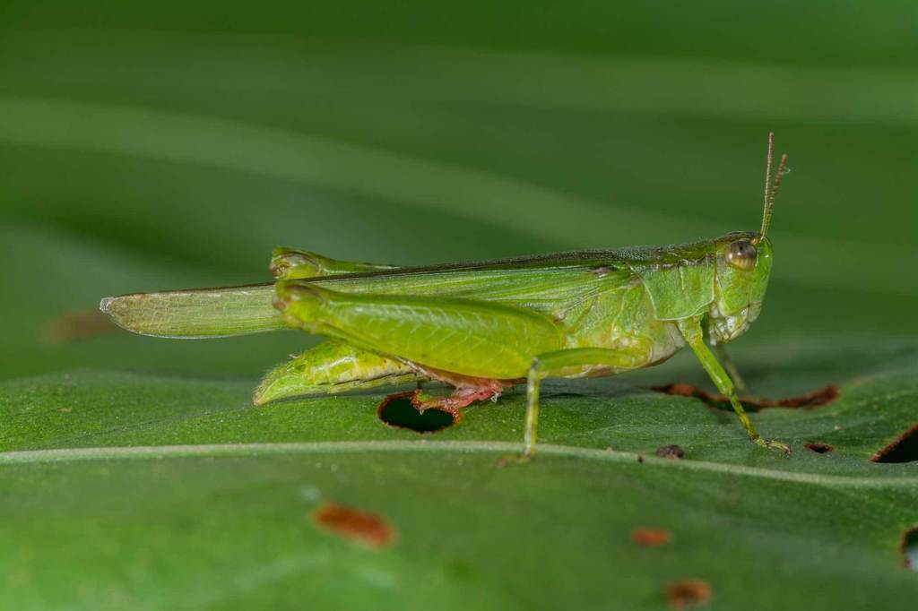 Marellia remipes