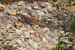 Aspidoscelis costatus occidentalis