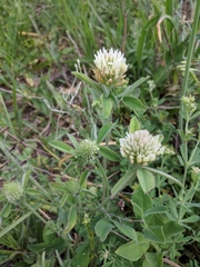 Trifolium caucasicum