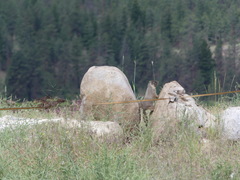 Marmota