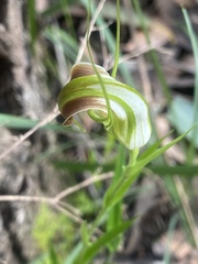 Pterostylis grandiflora