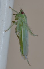 Gyponana angulata