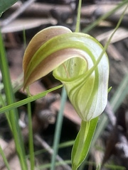 Pterostylis grandiflora