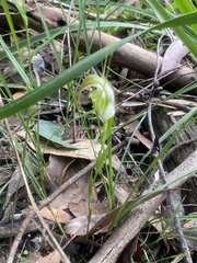 Pterostylis grandiflora