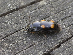 Glischrochilus hortensis