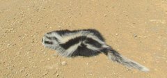 Ictonyx striatus striatus