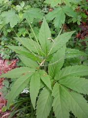 Cardamine heptaphylla