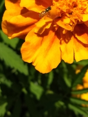 Toxomerus marginatus