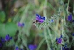Apis mellifera iberiensis