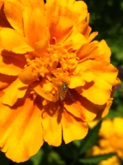 Toxomerus marginatus