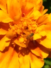 Toxomerus marginatus