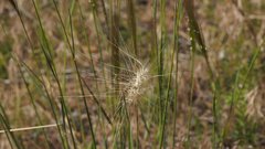 Elymus multisetus