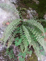 Asplenium fontanum