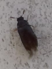 Bostrichoidea