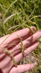 Carex prasina