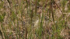 Elymus multisetus