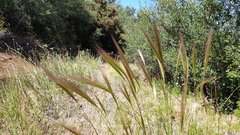 Elymus multisetus