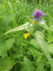 Melampyrum nemorosum